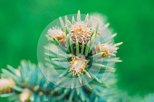 Close up of pine needles, macro pine branch, springtime in the garden, green wallpaper