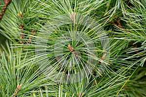 close up of pine needles on a tree, wallpaper