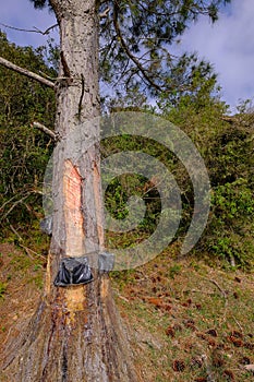 Close up of pine resin extraction from pine trees. Crude pine oleoresin extraction system, Rio Grande Do Sul, Brazil