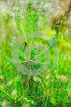 Close-up of a pine sapling.