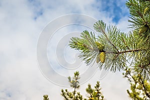 Close-up pine shoots against the blue sky. Young branches of evergreen plants. Green coniferous tree in springtime. Fresh spruce
