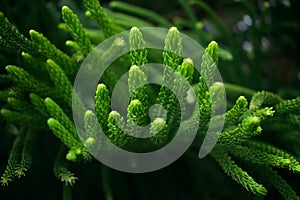 A close up of a Pine tree