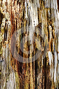 Close-up of pine tree bark in forest