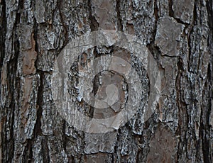 Close up of Pine Tree Bark pattern