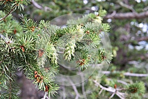 Close-up of a pine tree branch with cones hanging from it