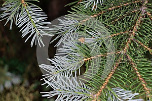 Close-up of pine tree branch with green and white needles and brown pine cones on forest floor background