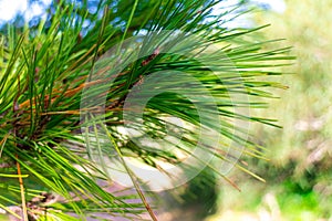 Close up of pine tree branch