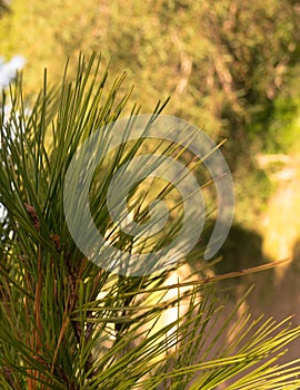 Close up of pine tree branch