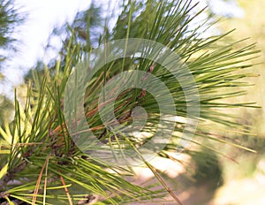 Close up of pine tree branch