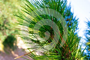 Close up of pine tree branch