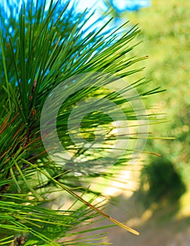 Close up of pine tree branch