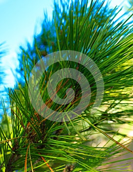 Close up of pine tree branch