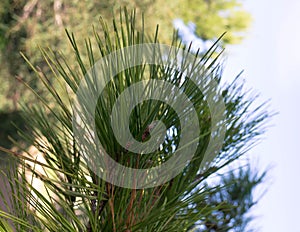 Close up of pine tree branch