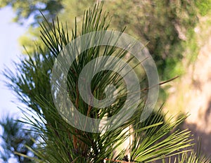 Close up of pine tree branch