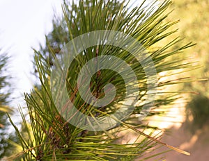 Close up of pine tree branch