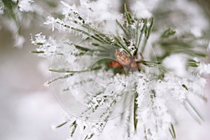 Close up of pine tree branch in the snow. Winter nature background. Soft selective focus. Vintage toned photo