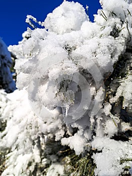 Close up of pine tree branches covered with a lot of snow and single icicle from melting