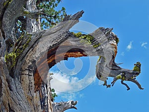 Close up of a pine tree in California