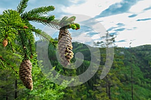 Rein - Close up on pine tree and conifer cones with panoramic view of Grazer Bergland, Prealps East of the Mur photo