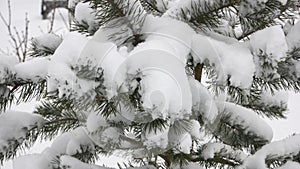 Close up pine tree covered with frost and snow.