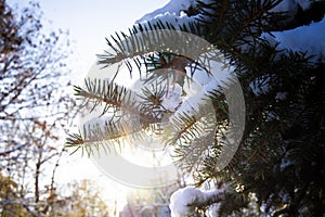 Close-up of pine tree covered with snow frost in winter forest