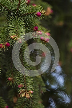 Close up of Pine tree and fresh Pine nuts in the spring