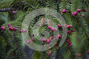 Close up of Pine tree and fresh Pine nuts in the spring