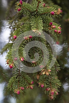 Close up of Pine tree and fresh Pine nuts in the spring