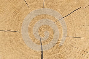 Close up of pine tree growth rings with cracks filled with resin. Cross-section of polished tree stump