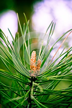 Close up Pine Tree needles and small cones on the background of the spring Russian forest.