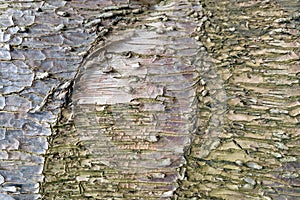 Close-up of an pine tree`s bark, nature photo