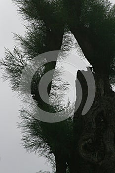 Close up of a pine tree severed by a typhoon