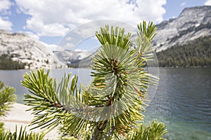 Close up of pine tree on Tenaya Lake, Yosemite
