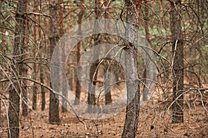 Close up of a pine tree trunk in a forest