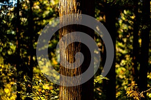 Close up of a pine tree trunk in a japanese forest at Nagano