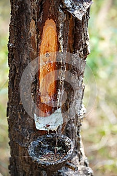 A close up of a pine tree trunk with resin coming out of it in Tulungagung, East Java, Indonesia.