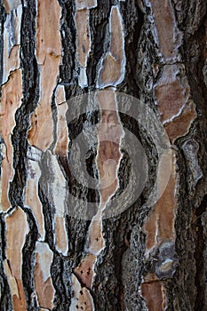 Close-up of a pine tree trunk showing its wood texture. Space to write texts and designs