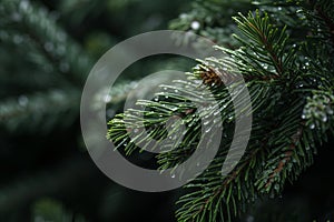 a close up of a pine tree with water droplets on it