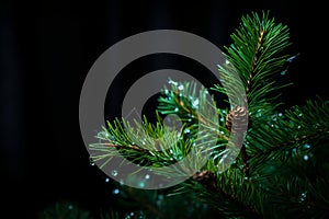a close up of a pine tree with water droplets on it