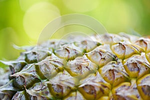 Close up of pineapple fruit texture pineapple skin and nature green blur background