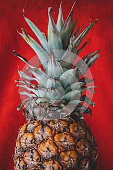 A close up of a pineapple in a red background