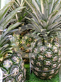 a close up of pineapples fruits at the rack