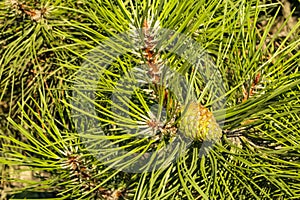 Pinecone and pine tree in nature