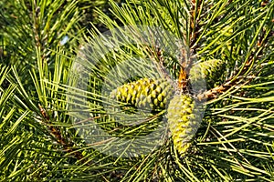 Pinecone and pine tree in nature