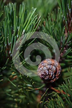 Close up of a pinecone and spieks of Eurojaponic larch / Larix marschlinsii tree