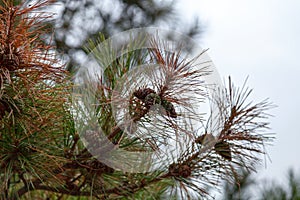 Close-up on pinecones of a Chinese red pine