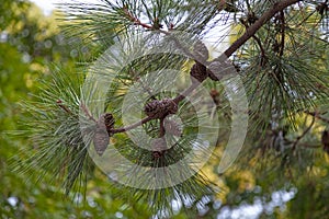 Close-up on pinecones on a Manchurian red pine