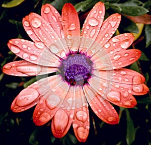 Close-up of pink african daisy flower with water droplets seen from above
