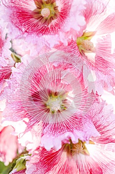 Close up pink alcea rosea, hollyhock flower, nature, Mobile phone wallpaper, vertical photo