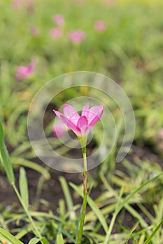 Close up pink Amarylieaceae flower blossom Zephyranthes